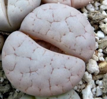lithops gracilidelineata Baseline