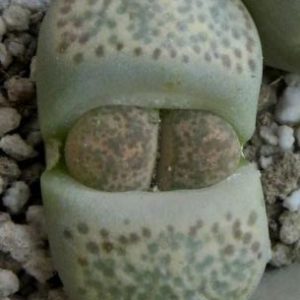 1731.MG lithops terricolor