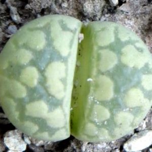 lithops otzeniana 'aquamarine'