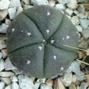 astrophytum myriostigma 5 ribs