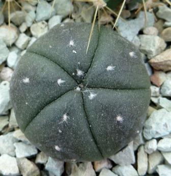 astrophytum myriostigma 5 ribs