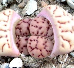 lithops bromfieldii v mennellii