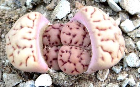 lithops bromfieldii v mennellii