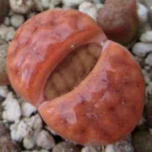 lithops karasmontana red