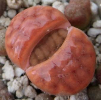 lithops karasmontana red