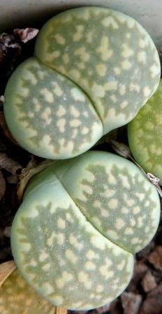 lithops salicola malachite