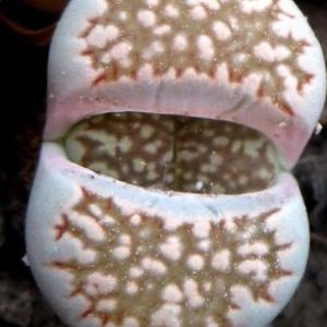 lithops salicola reticulata