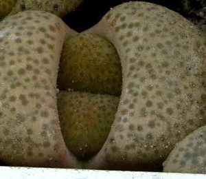1731.78 lithops terricolor C 34