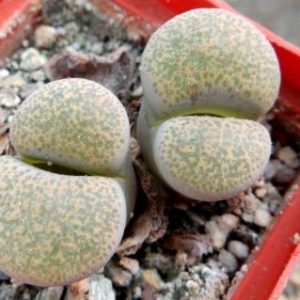 1731.78 lithops terricolor C 34