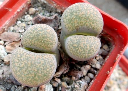 1731.78 lithops terricolor C 34