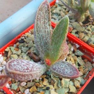 adromischus marianae hybrid