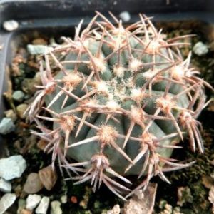 gymnocalycium ritterianum
