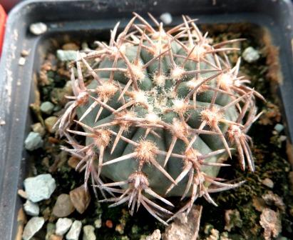 gymnocalycium ritterianum