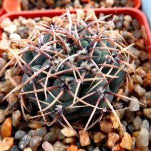 Gymnocalycium ochoterenae GN 207-578