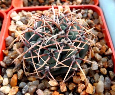 Gymnocalycium ochoterenae GN 207-578