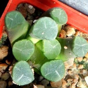 haworthia maughanii fugaku