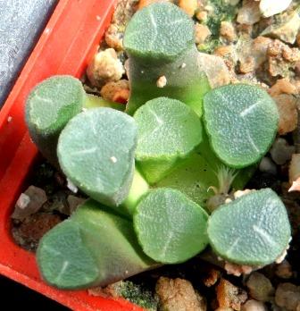 haworthia maughanii fugaku