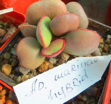 adromischus marianae halii hybrid