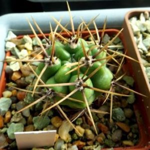 gymnocalycium multiflorum