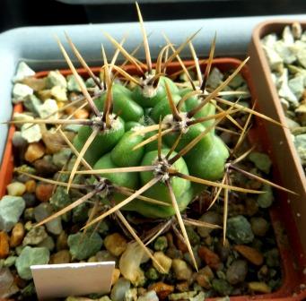 gymnocalycium multiflorum