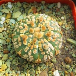 astrophytum super kabuto gold