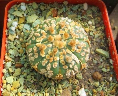 astrophytum super kabuto gold