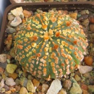 astrophytum super kabuto gold