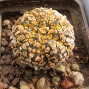 astrophytum super kabuto gold