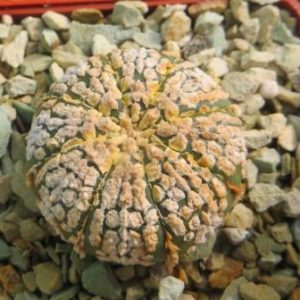 astrophytum super kabuto gold