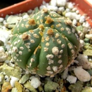 astrophytum myriostigma fukuryu 5 rebs + добавочне ребро