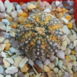astrophytum super kabuto gold