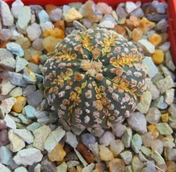 astrophytum super kabuto gold