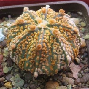 astrophytum super kabuto gold