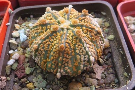 astrophytum super kabuto gold