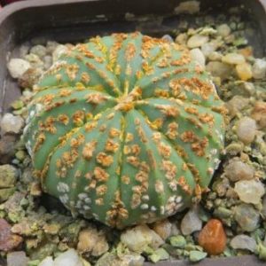 astrophytum super kabuto gold