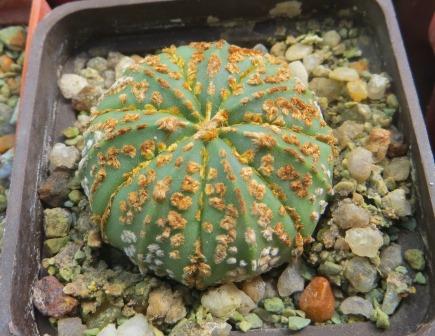 astrophytum super kabuto gold
