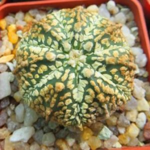 astrophytum super kabuto gold