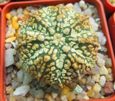 astrophytum super kabuto gold