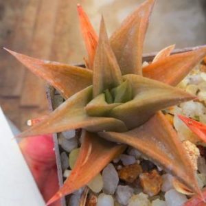 haworthia marginata ramosa Франция