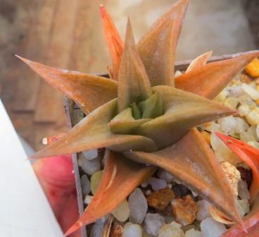 haworthia marginata ramosa Франция