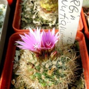 turbinicarpus knuthianus