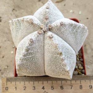 astrophytum onzuka v type ball