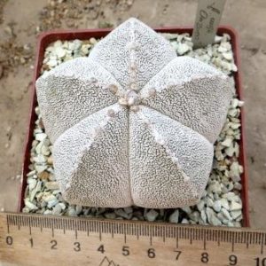 astrophytum onzuka v type ball own root