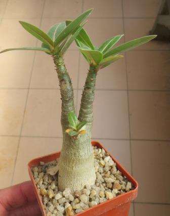 adenium arabicum desert night fork