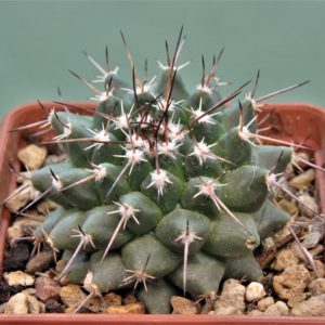 Mammillaria-jalapensis