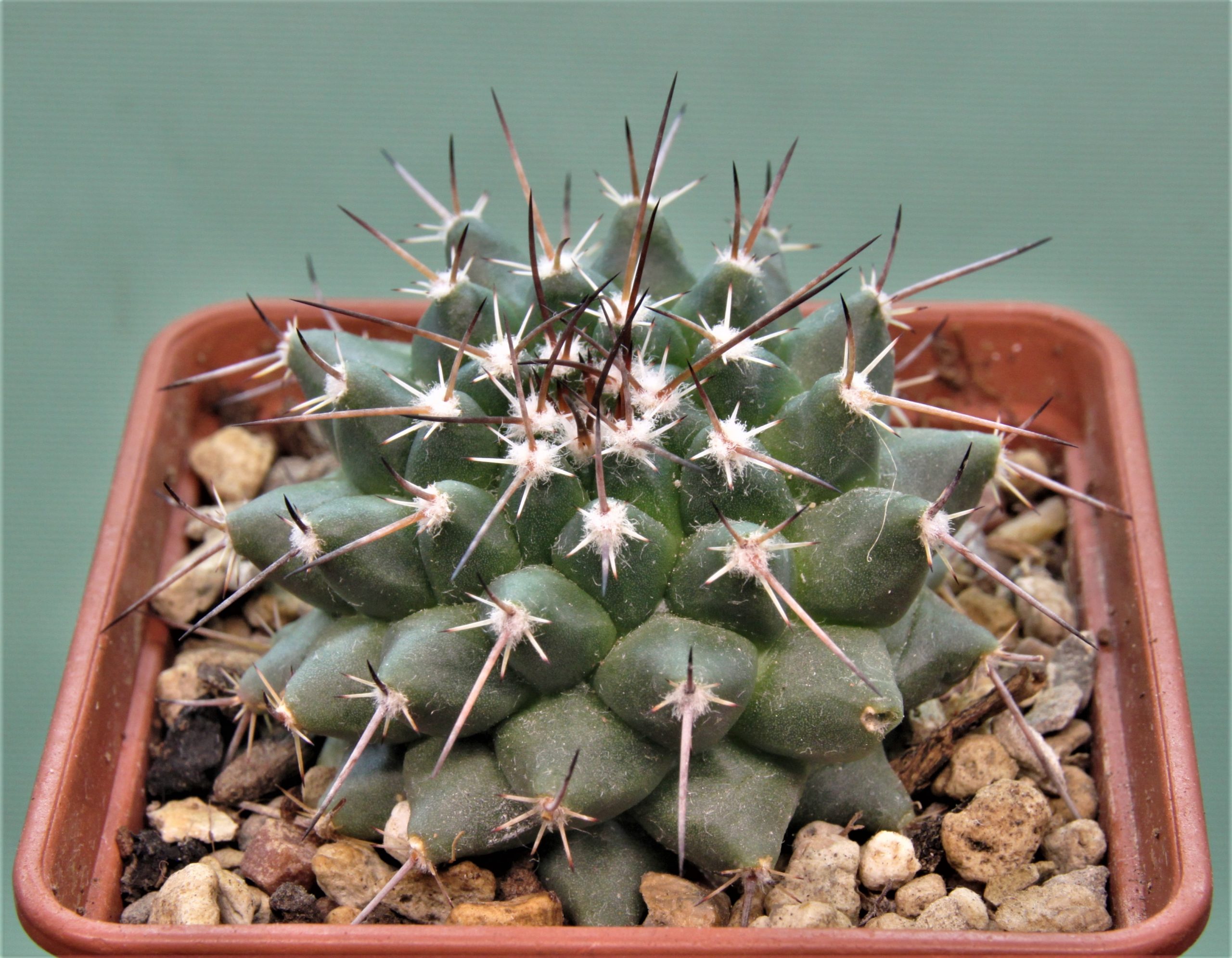 Mammillaria-jalapensis
