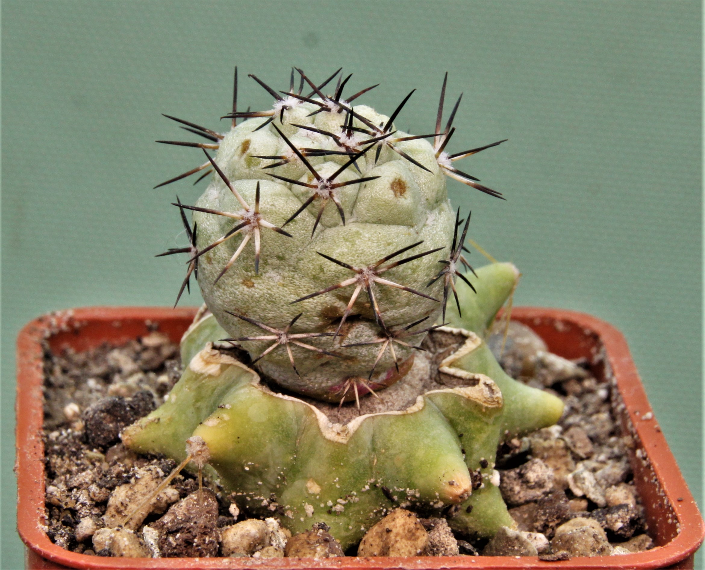 Ortegocactus-macdougallii-3
