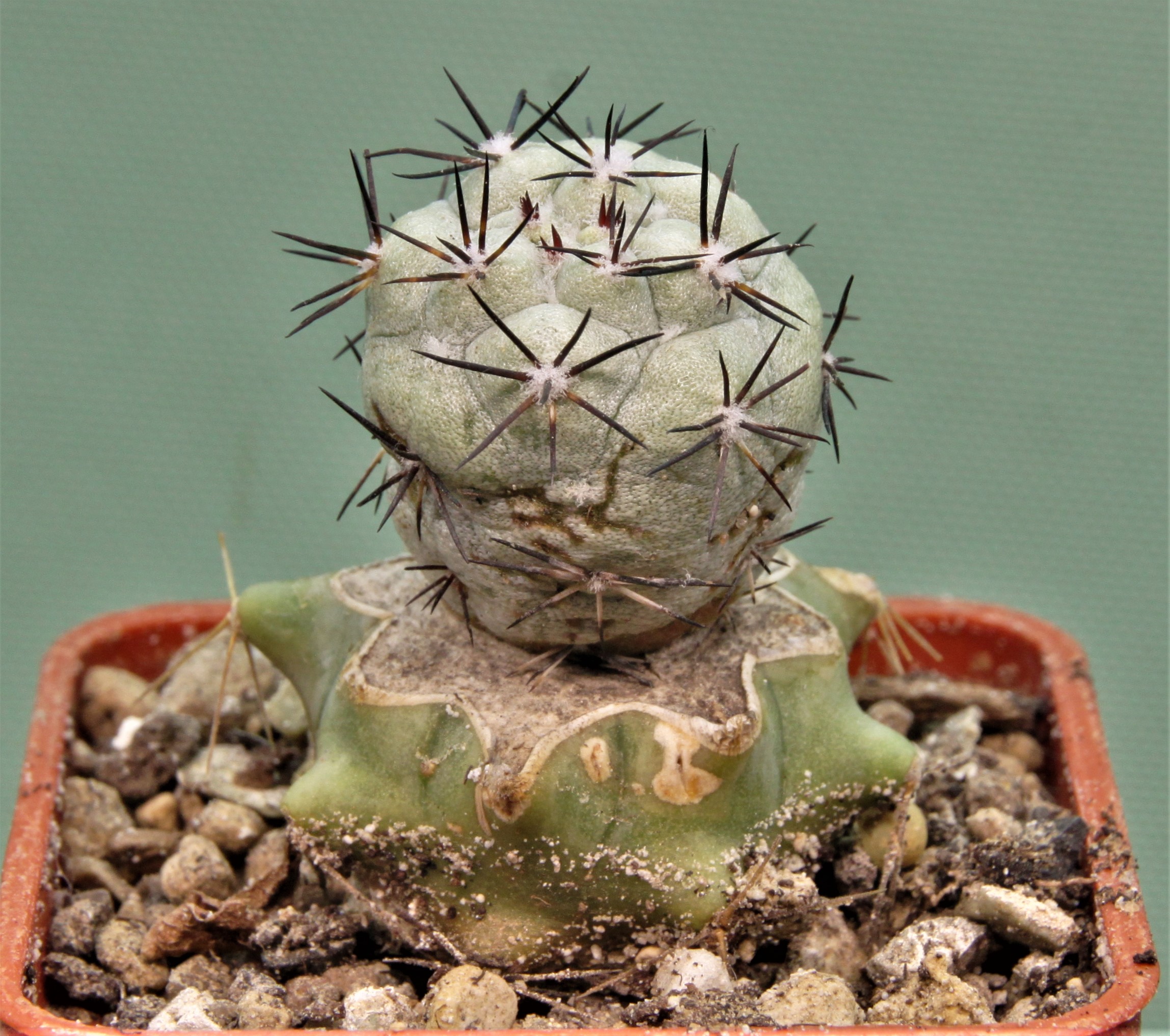 Ortegocactus-macdougallii-5