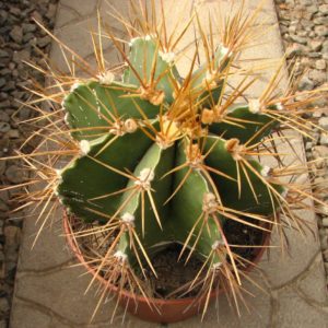 Astrophytum ornatum glabrescens