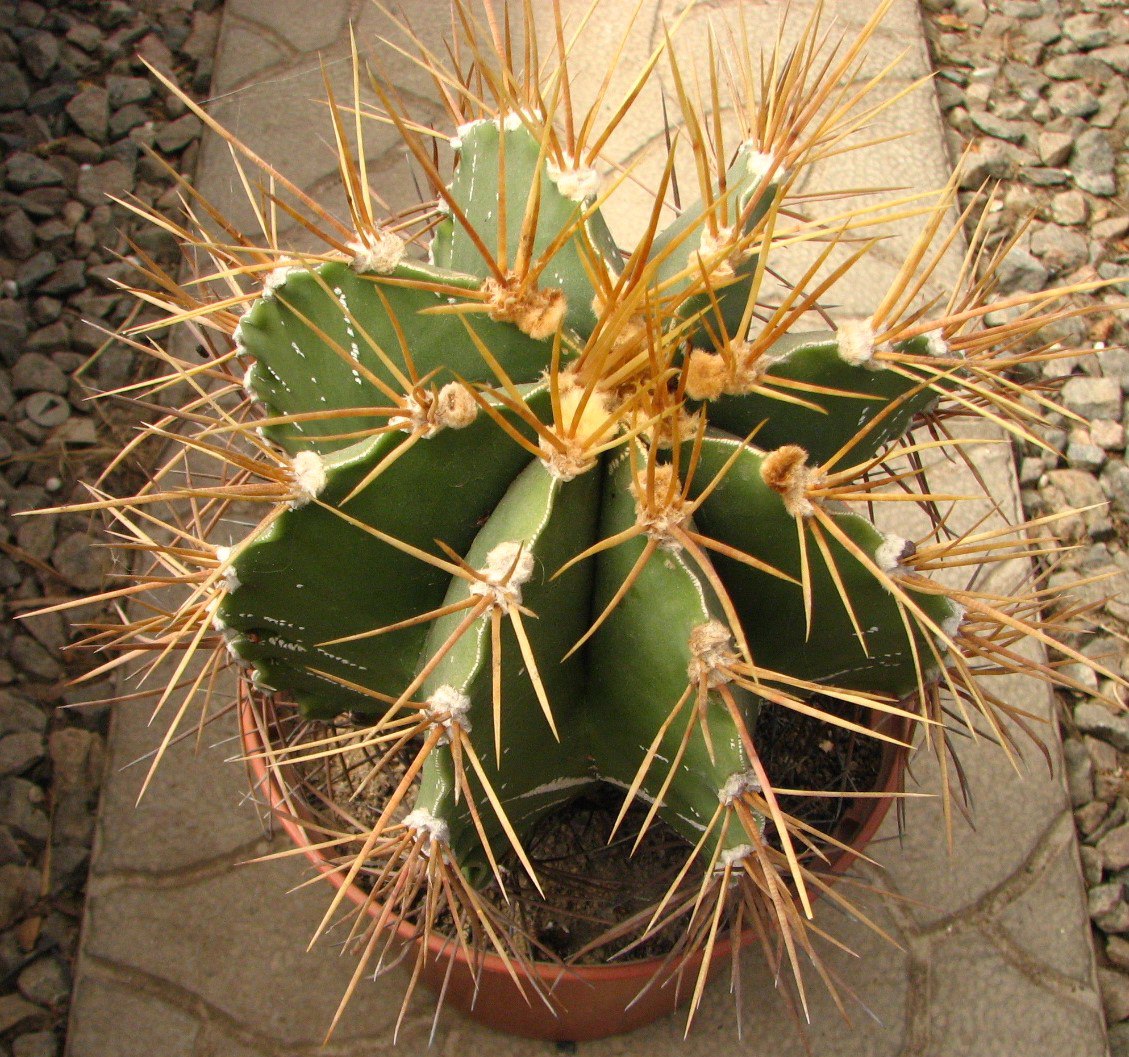 Astrophytum ornatum glabrescens